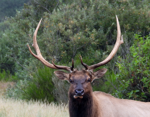 Roosevelt Elk