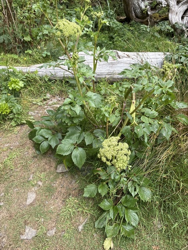 Angelica lucida, photograph 6