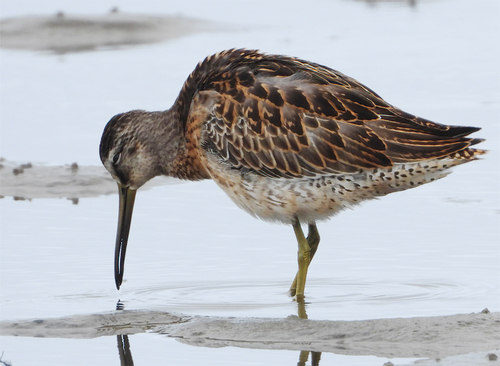 Short-billed Dowitcher