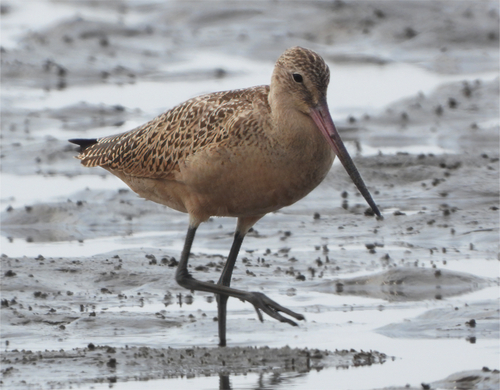 Marbled Godwit