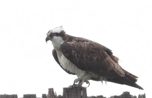 Osprey