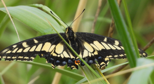 Anise Swallowtail