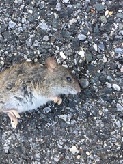 Oryzomys palustris
