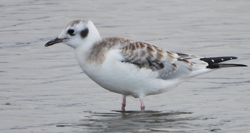 Bonaparte's Gull