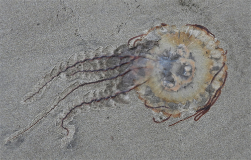 Pacific Sea Nettle