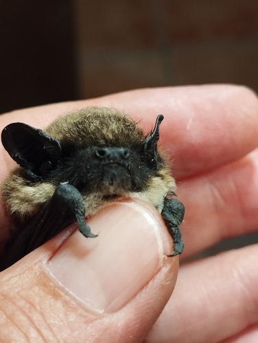 Savi's Pipistrelle