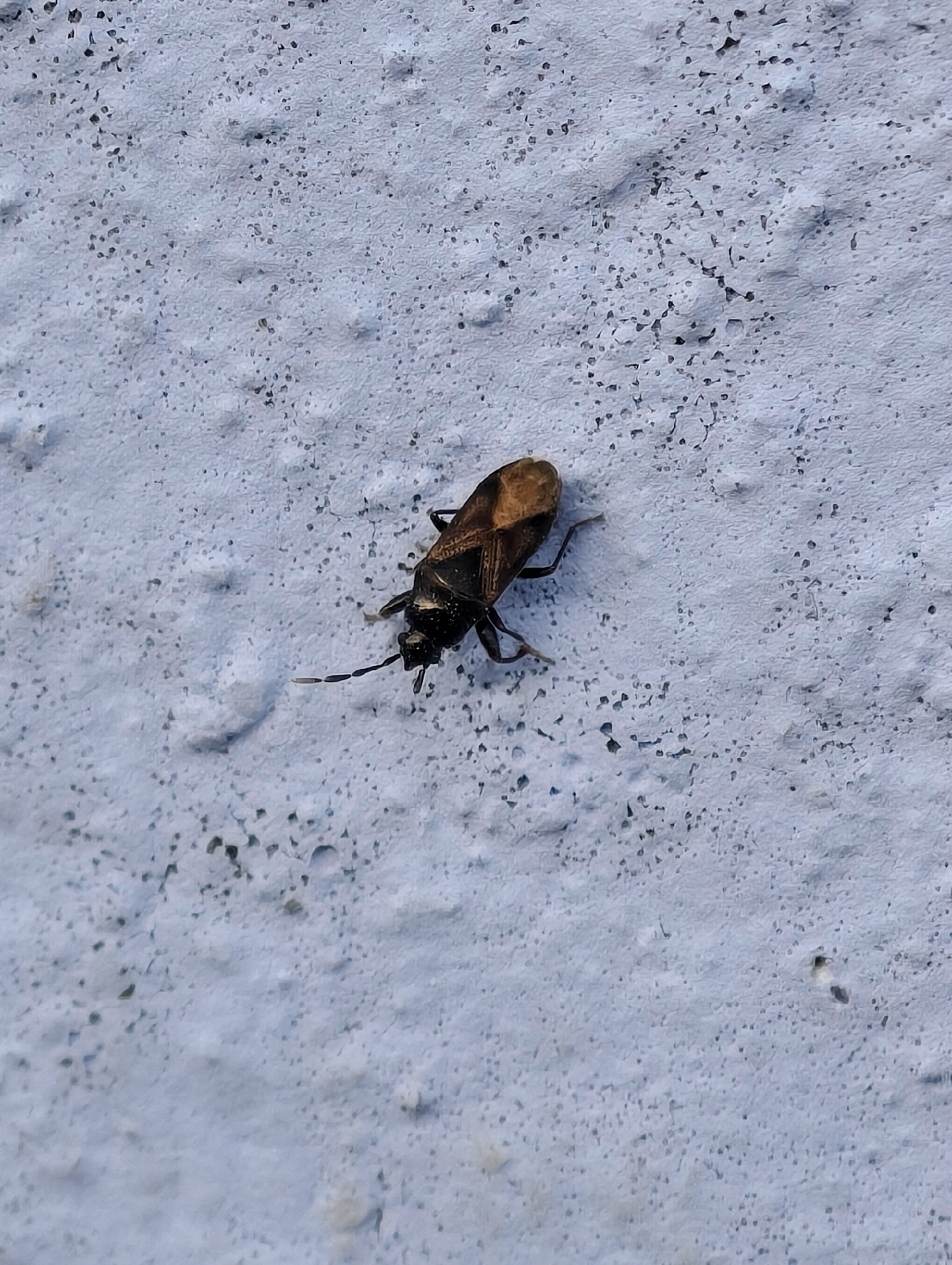 Tropistethus seminitens