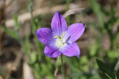 Campanula ramosissima
