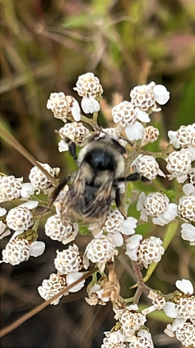 Vancouver Bumble Bee