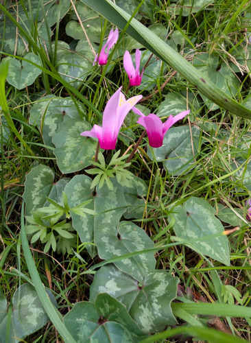 Cyclamen repandum, photograph 2
