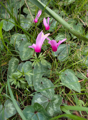 Cyclamen repandum, photograph (c) Mark Breaks, some rights reserved (CC BY)