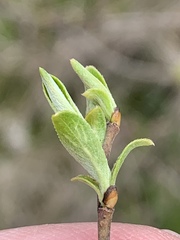 Salix sericea
