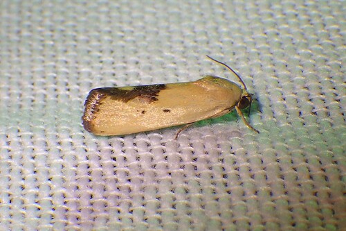 Yellowish Bird-dropping Moth