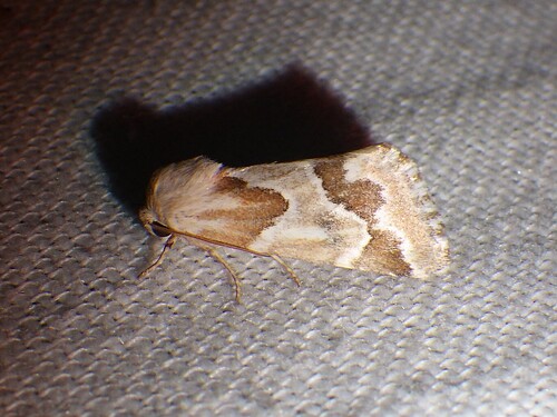 Acute-lined Flower Moth
