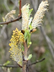 Salix sericea