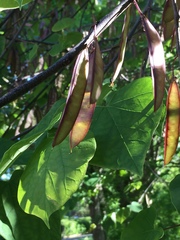 Cercis canadensis
