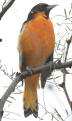 Icterus bullockii × galbula
