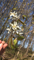 Amelanchier arborea