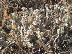 Teucrium gnaphalodes