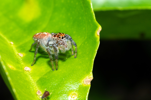 Frigga pratensis