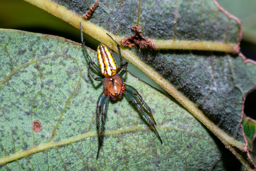 Alpaida bicornuta