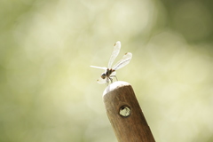 Micrathyria hypodidyma
