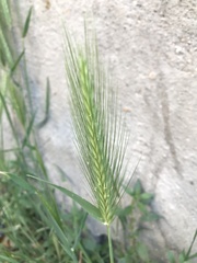 Poaceae