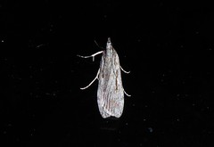 Scoparia indistinctalis