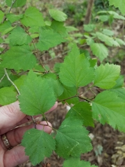 Crataegus marshallii