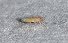 Graminella plana