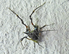 Discocyrtus testudineus