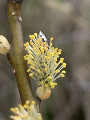 Salix sericea