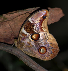 Catoblepia orgetorix