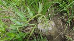 Asclepias cultriformis