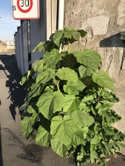 Paulownia tomentosa