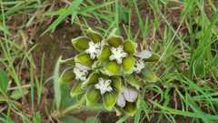 Asclepias cultriformis