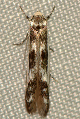 Blastodacna bicristatella