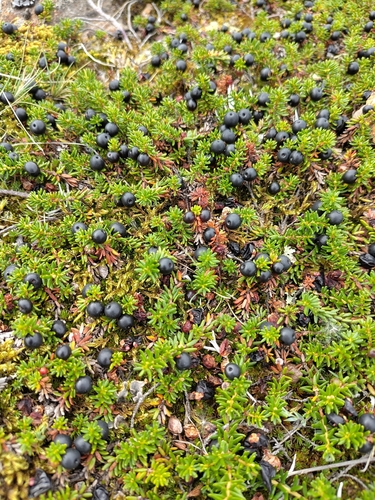 black crowberry