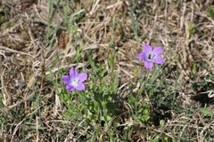 Campanula ramosissima