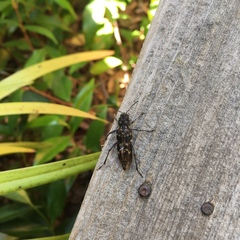 Xylotrechus nauticus