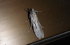 Scoparia indistinctalis