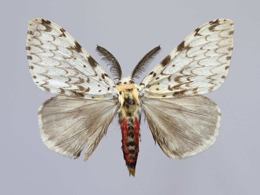 Lymantria diehli