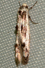 Blastodacna bicristatella