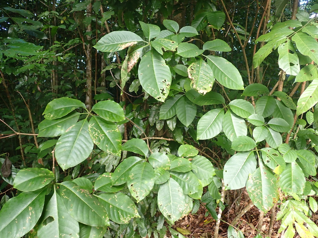 Rauvolfia paraensis