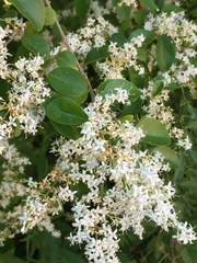 Ligustrum sinense