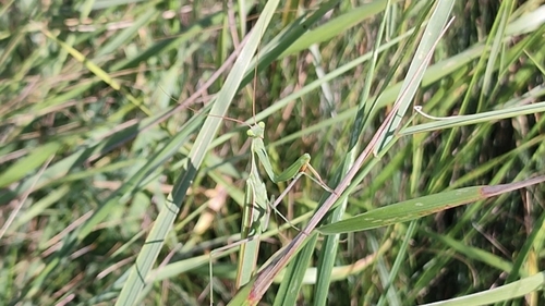 European Mantis