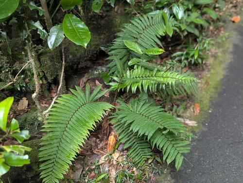 Sphaerostephanos observed 2026-08-14