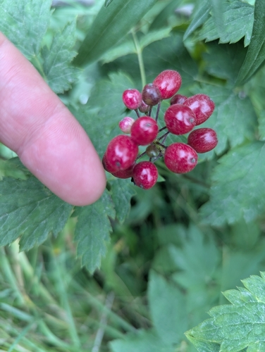 red-fruited red baneberry
