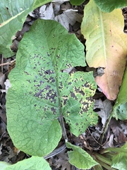 Phyllosticta decidua