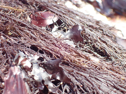 Cryptosiphonia woodii observed 2026-08-14
